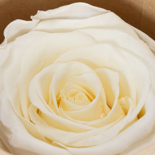 položky Konzervované ružové hlávky, odolná stolová dekorácia pre romantickú atmosféru, svadobná dekorácia, 5 cm, 6 kusov