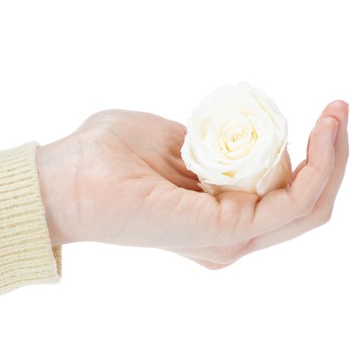 položky Konzervované ružové hlávky, odolná stolová dekorácia pre romantickú atmosféru, svadobná dekorácia, 5 cm, 6 kusov