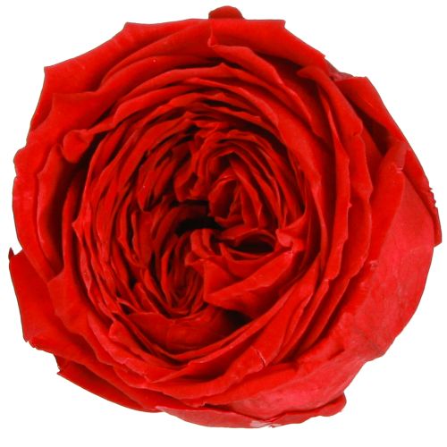 Červené ruže Infinity Roses Pravé ružové hlávky červené Ø6cm 6 ks