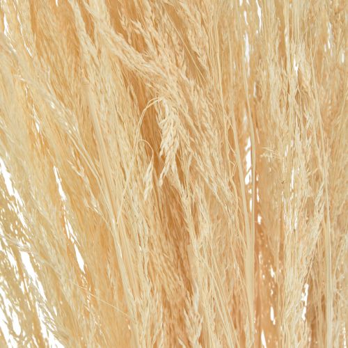 Floristik24 Bentgrass Agrostis Capillaris Sušená tráva bielená 65 cm 80 g