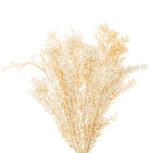Sušená ozdobná vetvička Ruscus, bielená Ruscus, 200g kúpiť | Floristik24.sk