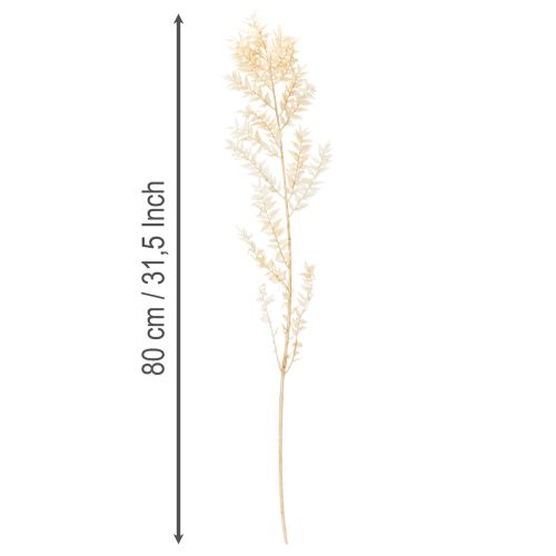 Sušená ozdobná vetvička Ruscus, bielená Ruscus, 200g | Floristik24.sk