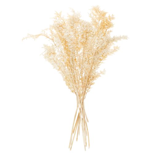 Sušená ozdobná vetvička Ruscus, bielená Ruscus, 200g | Floristik24.sk