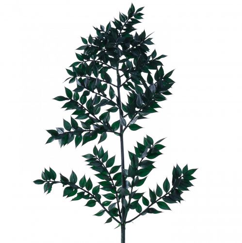 položky Ruscus green ozdobné konáre tmavozelené 75-95cm 1kg