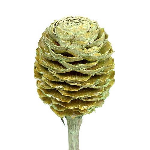 položky Sabulosum konáre 4-6 zelené matné 25 ks