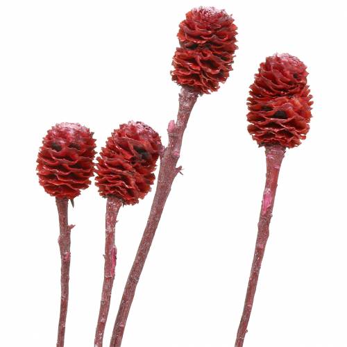 položky Deco vetvy Sabulosum červená matná 4-6 25 kusov