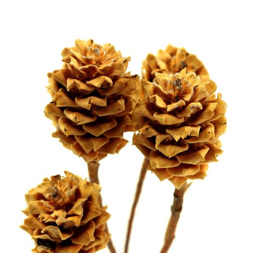 položky Salignum svetlo 4-6 kvetov na vetve Leucadendron 100 kusov