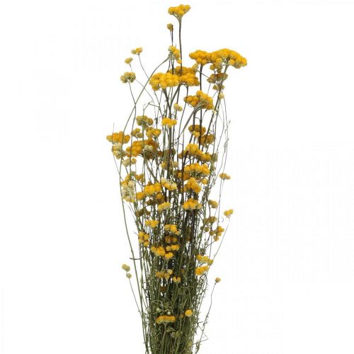 Floristik24 Zväzok kari kríka, žltý sušený kvet, zlaté slnko, taliansky helichrysum L58cm 45g