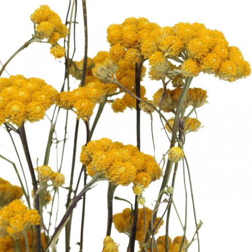položky Zväzok kari kríka, žltý sušený kvet, zlaté slnko, taliansky helichrysum L58cm 45g
