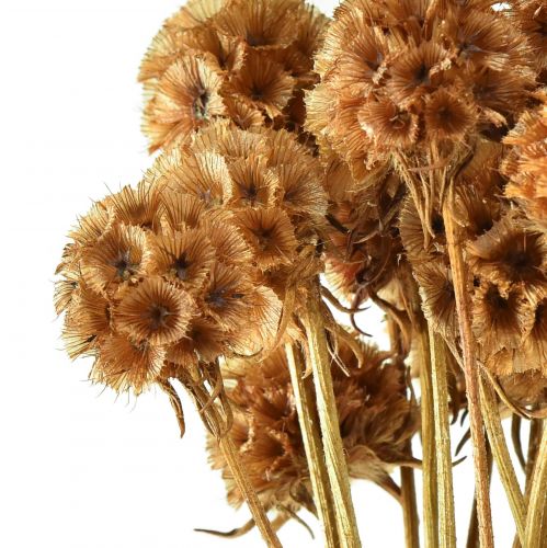 položky Scabiosa sušené prírodné scabiosa sušené kvety V50cm 100g