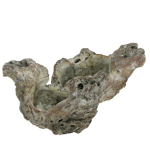 Floristik24 Miska drevený koreň 25,5cm x 14cm V11,5cm