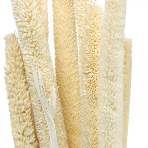 položky Trstina deko trstinová tráva sušená bielená H60cm zväzok