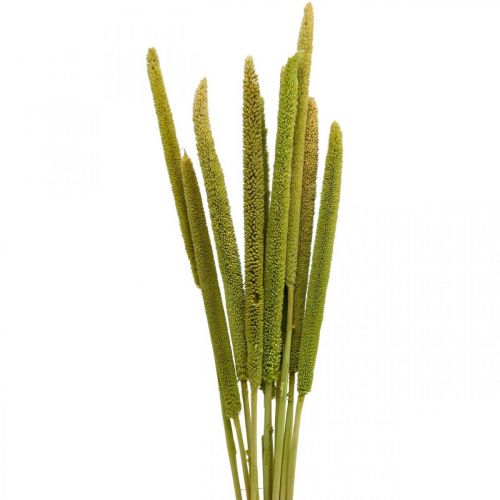 Floristik24 Trstina deko trstinová tráva sušená zelený H60cm zväzok