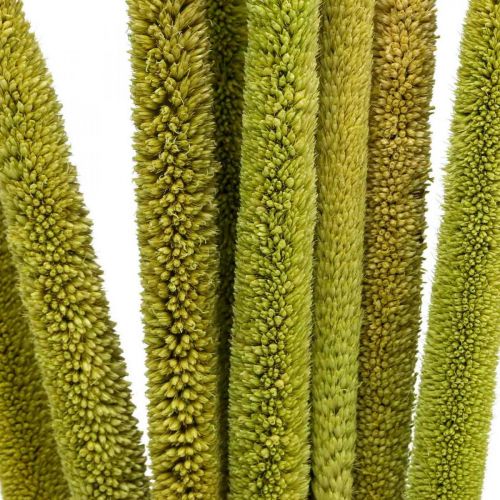 položky Trstina deko trstinová tráva sušená zelený H60cm zväzok
