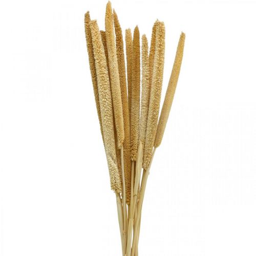 Floristik24 Trstina deko trstinová tráva sušená prírodný zväzok 60 cm