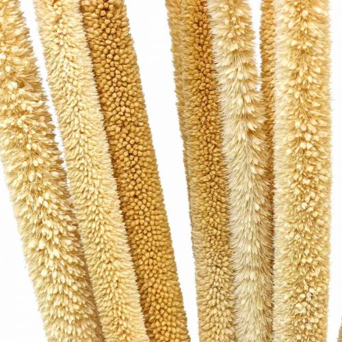 položky Trstina deko trstinová tráva sušená prírodný zväzok 60 cm