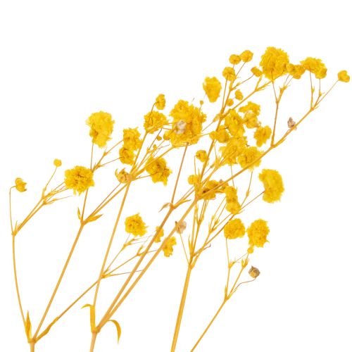 položky Kytica zo sušených kvetov s dychovkou. Dekoratívne kvitnúce konáre vhodné na sezónnu výzdobu stola. 70 cm