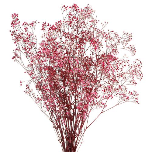 Floristik24 Gypsophila sadrovcová bylina v bobuli L50cm 55g