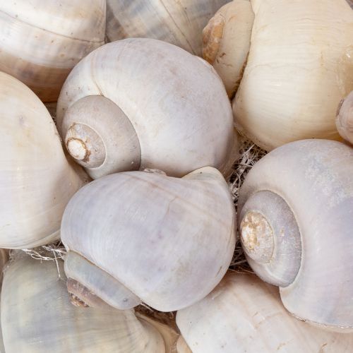 položky Veniec zo slimákov na zavesenie, dekoratívny veniec, námornícky štýl, Nathai, Ø35cm