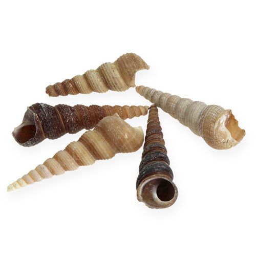 Floristik24 Terebra Turiella 1 kg