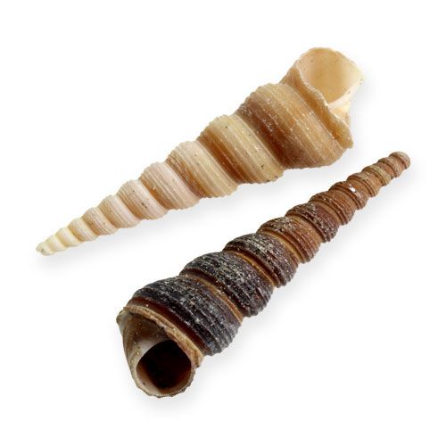 Floristik24 Terebra Turiella 1 kg