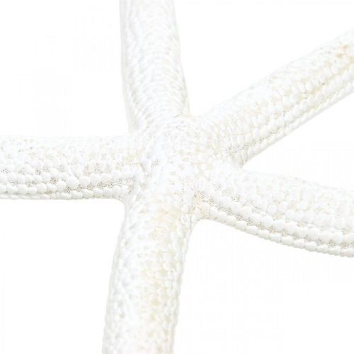 položky Dekorácia hviezdice biela, prírodniny, námorná dekorácia 10-12cm 14p