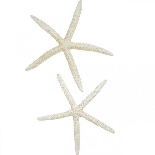 položky Dekorácia hviezdice biela, dekorácia mora 15-17cm 10ks