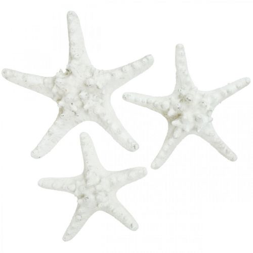 Floristik24 Dekorácia hviezdice veľká sušená hviezdicová hviezdica biela 15-18cm 10ks