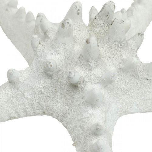položky Dekorácia hviezdice veľká sušená hviezdicová hviezdica biela 15-18cm 10ks