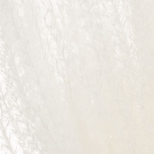 položky Sušené kvety, strieborná tráva. Elegantná prírodná dekorácia do domácnosti a kancelárie. 70 cm, 10 kusov.