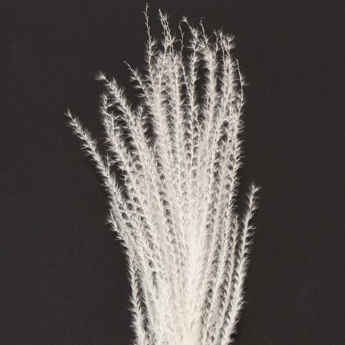 položky Sušené kvety, strieborná tráva. Elegantná prírodná dekorácia do domácnosti a kancelárie. 70 cm, 10 kusov.