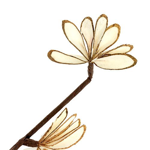 Floristik24 Sola Chips Sunny Stick hnedá, biela 6 ks.