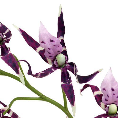 položky Pavúčie orchidey Brassia fialová 108cm 3ks