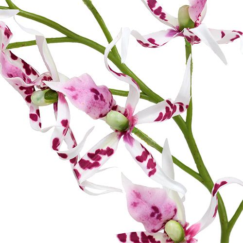položky Pavúčie orchidey Brassia ružovo-biele 108cm 3ks