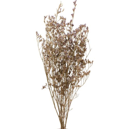 Floristik24 Plážový orgován Limonium sušené kvety fialové 70cm 50g