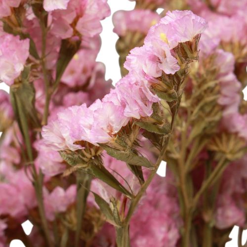 položky Plážový orgován ružový limonium sušené kvety 60cm 50g