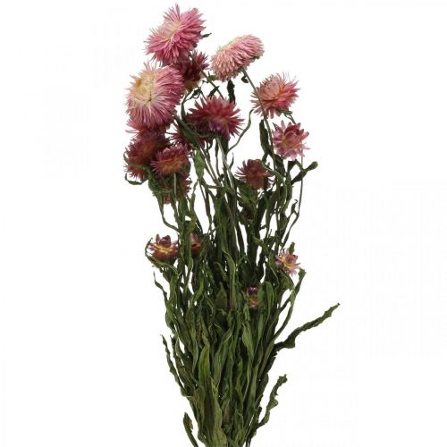 Floristik24 Strawflower Ružové sušené Helichrysum sušené kvety zväzok 45cm 45g
