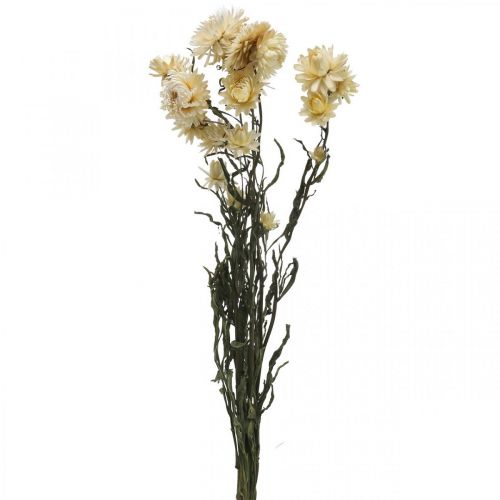 Floristik24 Suchá dekorácia slamený kvet krém helichrysum sušený 50cm 30g