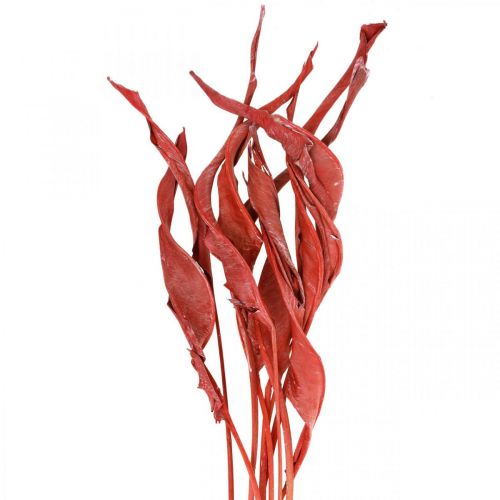 Listy Strelitzia červené matné suché kvetinárstvo 45-80cm 10ks