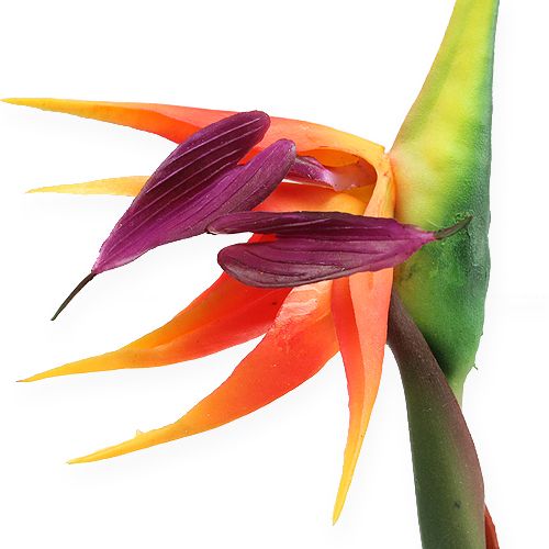 položky Strelitzia rajka kvet 62cm