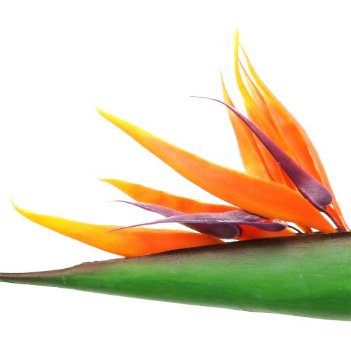 položky Strelitzia rajka kvet 95cm