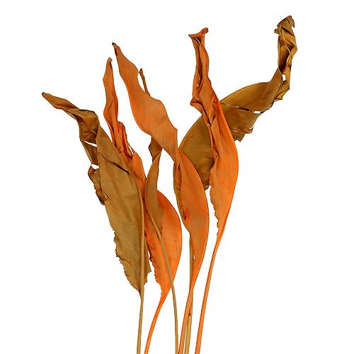 Floristik24 Listy Strelitzia oranžové 120cm 20p