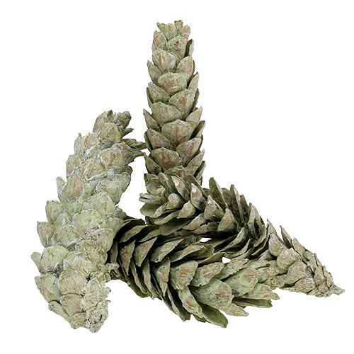 položky Strobusové šišky ako prírodná dekorácia 15cm - 20cm zelené 50ks