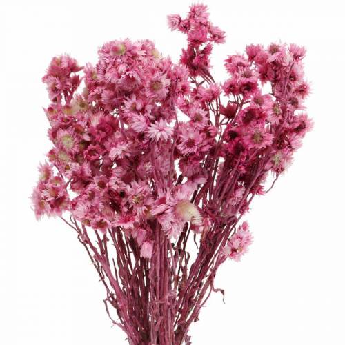 Floristik24 Sušené kvety Ružová Kytica sušených kvetov Ružová V21cm