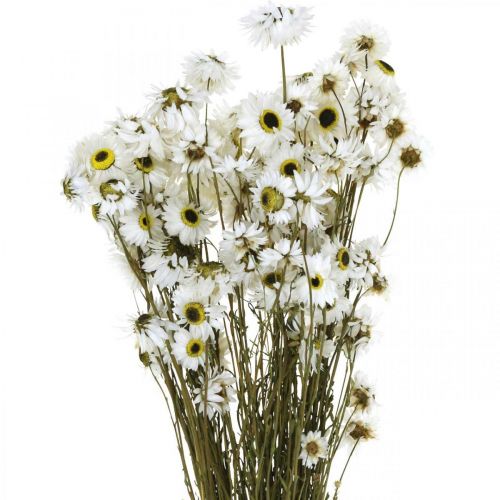 Floristik24 Acroclinium White, suché rastliny, Helichrysum, suché kvety L20–40 cm 25g