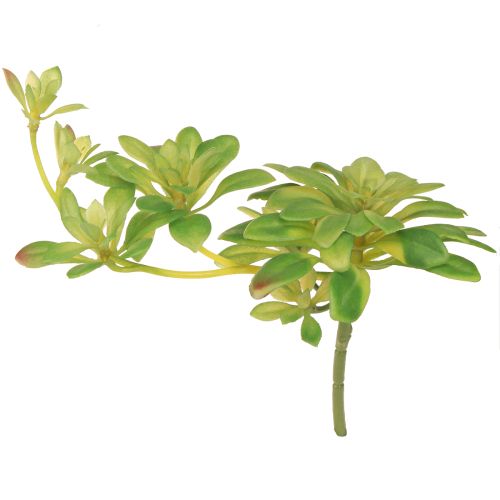 položky Šťavnatá umelá rastlina s krompáčom Aeonium Green 30cm 4 ks