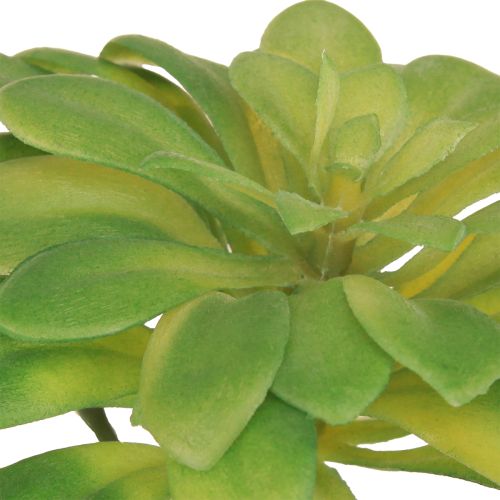 položky Šťavnatá umelá rastlina s krompáčom Aeonium Green 30cm 4 ks