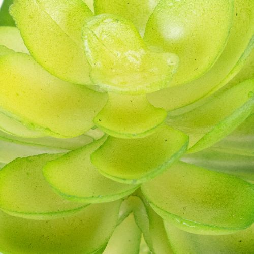 Umelá sukulentná rastlina, zelená, na dekoráciu do misky alebo vázy, 10 cm, 4 kusy | Floristik24.sk