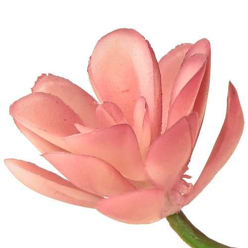 položky Umelý sukulent 28 roziet Aeonium staroružová 43 cm