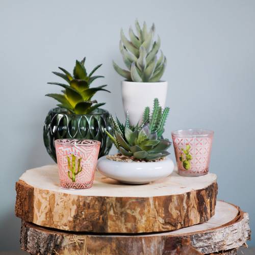 Floristik24 Šťavnaté v kvetináči 17 cm zelené